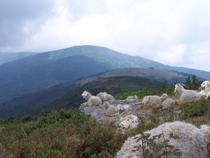 Baa-tany Goat Project - Year two on Roan  Higlands.